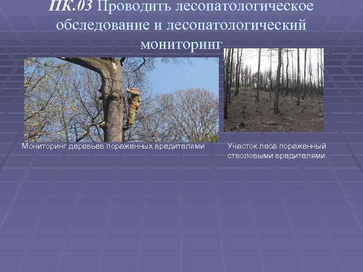 ПК. 03 Проводить лесопатологическое обследование и лесопатологический мониторинг Мониторинг деревьев пораженных вредителями Участок леса