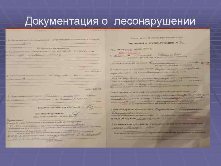 Протокол о лесонарушении образец