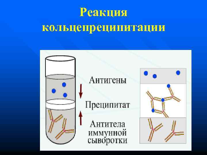 Реакция кольцепреципитации 