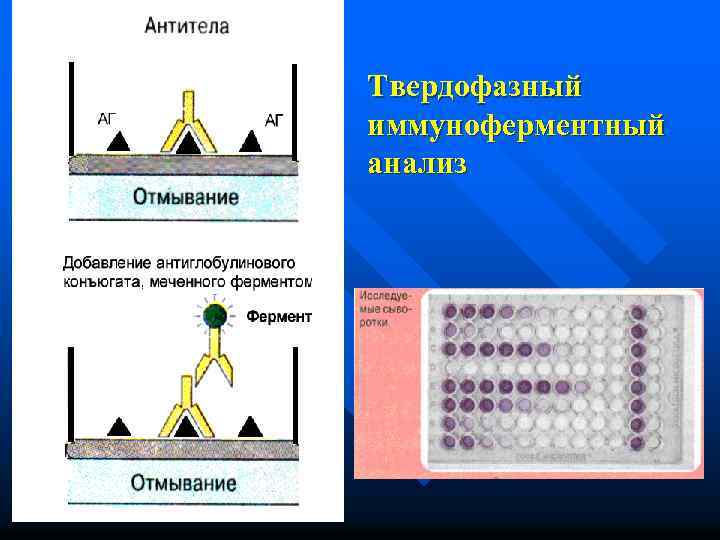 Иммунофлуоресцентный анализ схема