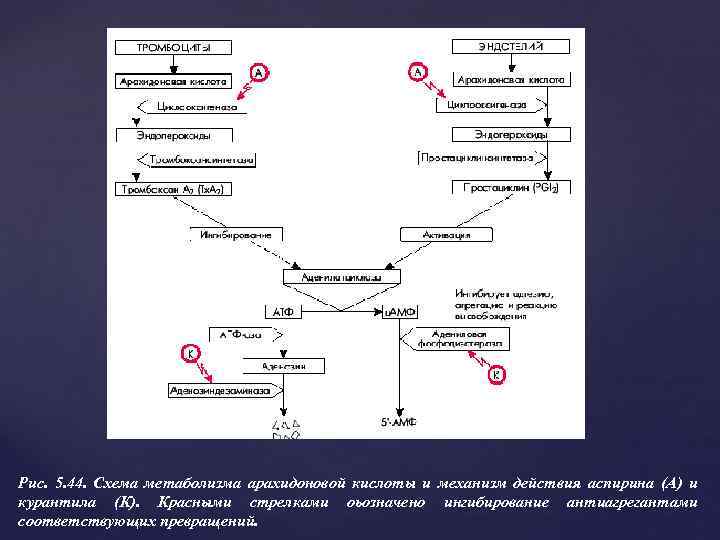 Рис. 5. 44. Схема метаболизма арахидоновой кислоты и механизм действия аспирина (А) и курантила
