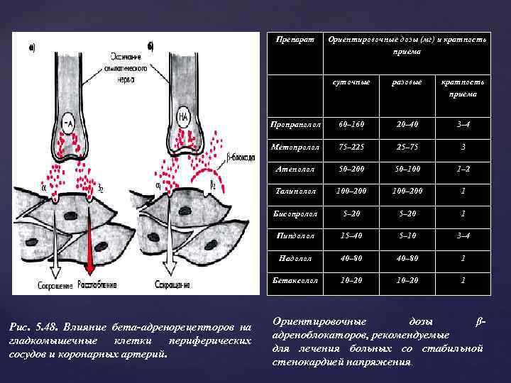 Препарат Ориентировочные дозы (мг) и кратность приема суточные кратность приема Пропранолол 60– 160 20–