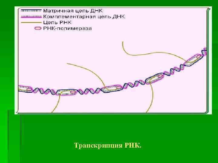 Транскрипция РНК. 