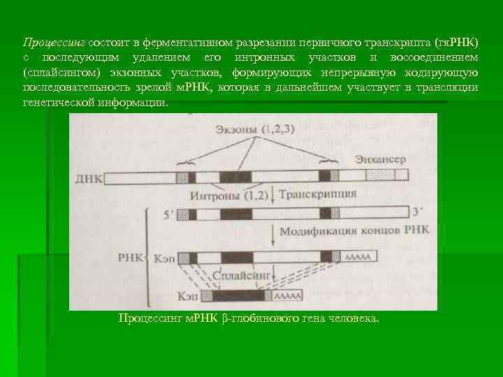 Процессинг состоит в ферментативном разрезании первичного транскрипта (гя. РНК) с последующим удалением его интронных