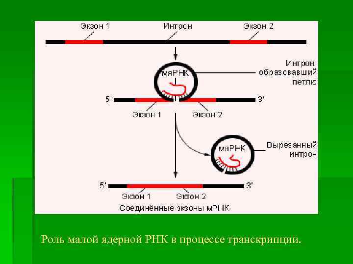 Роль малой ядерной РНК в процессе транскрипции. 