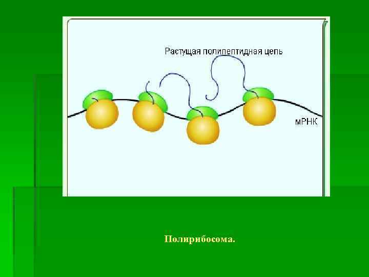 Полирибосома. 