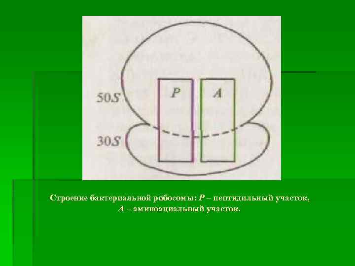 Строение бактериальной рибосомы: P – пептидильный участок, A – аминоациальный участок. 