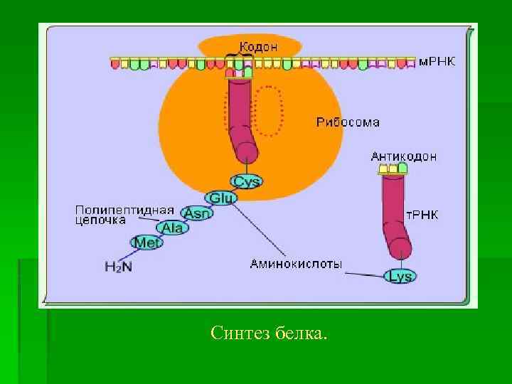 Синтез белка. 