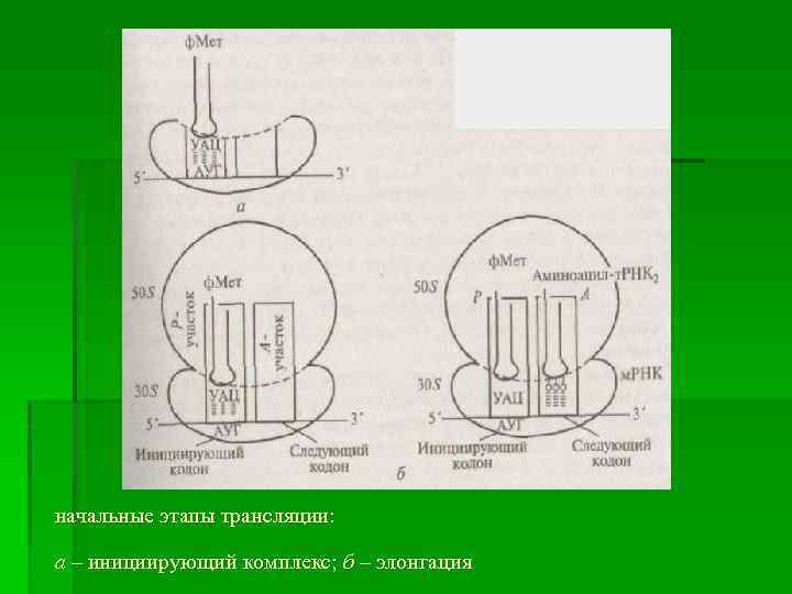 начальные этапы трансляции: а – инициирующий комплекс; б – элонгация 