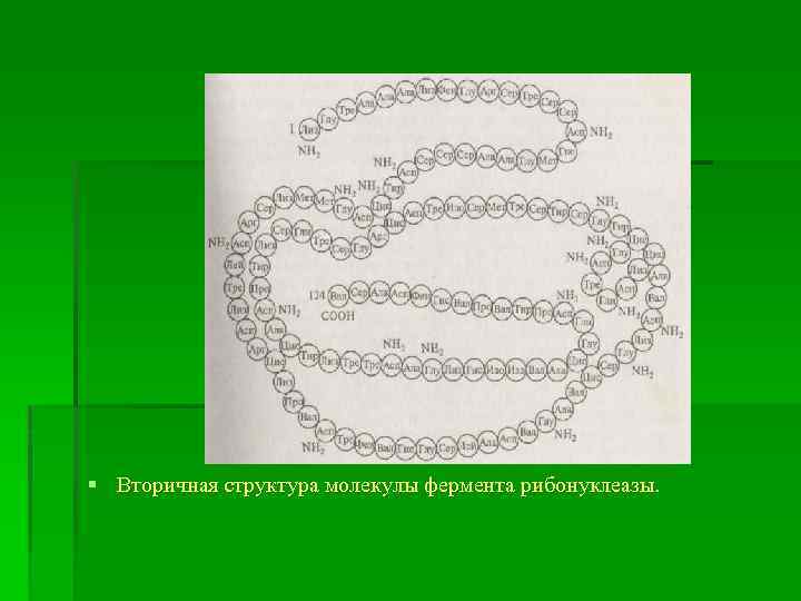 § Вторичная структура молекулы фермента рибонуклеазы. 