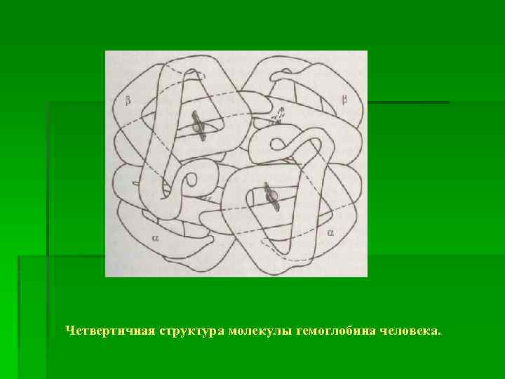 Четвертичная структура молекулы гемоглобина человека. 