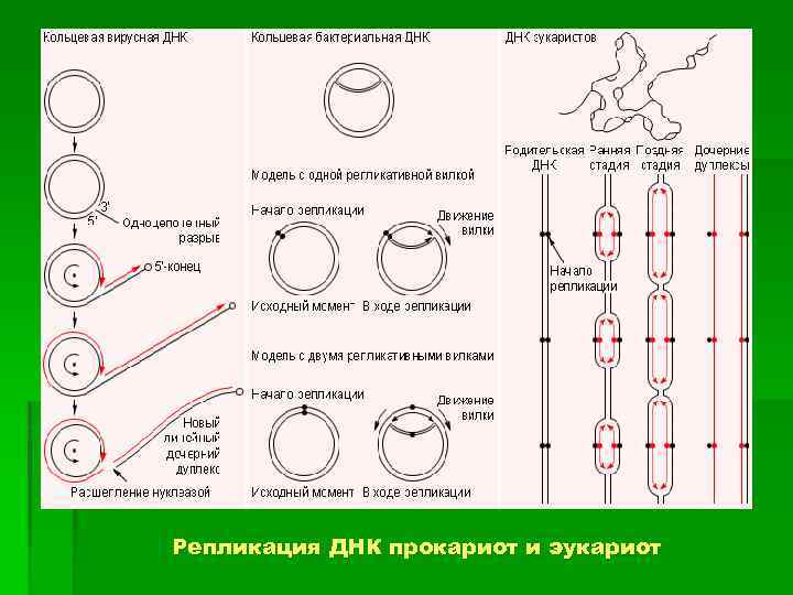 Прокариоты кольцевая днк. Репликация ДНК У прокариот схема. Репликация ДНК У прокариот этапы. Репликация ДНК У прокариот. Кольцевая ДНК прокариот.