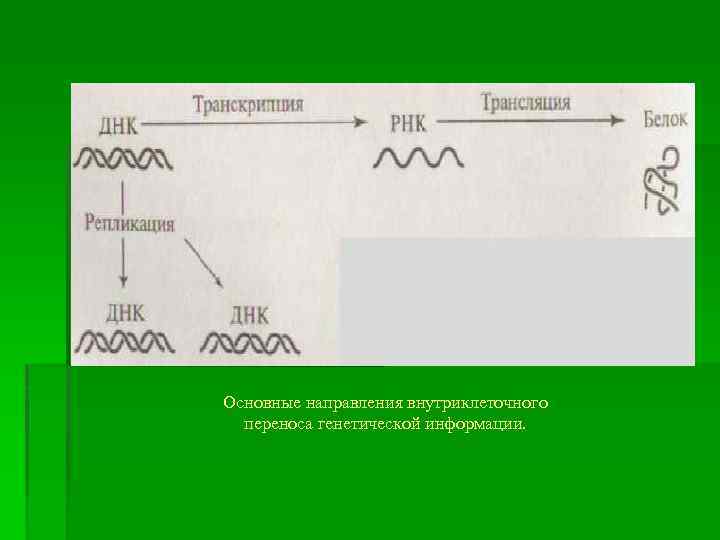 Схема переноса генетической информации в клетке роль матрицы