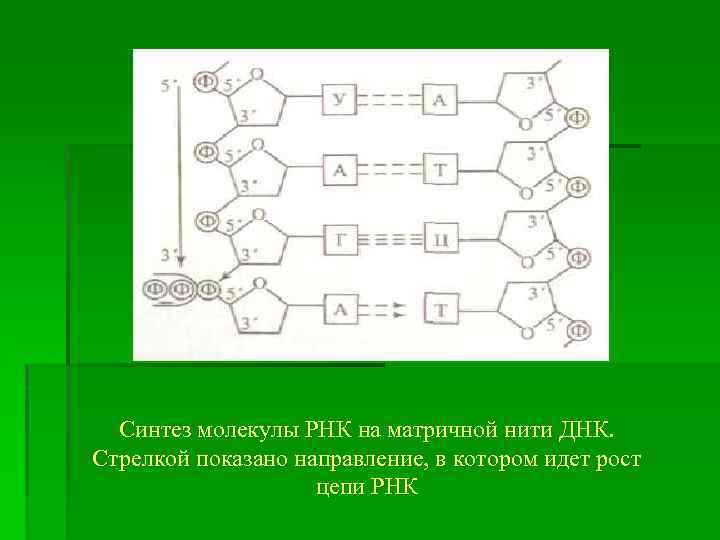 Синтез молекулы РНК на матричной нити ДНК. Стрелкой показано направление, в котором идет рост