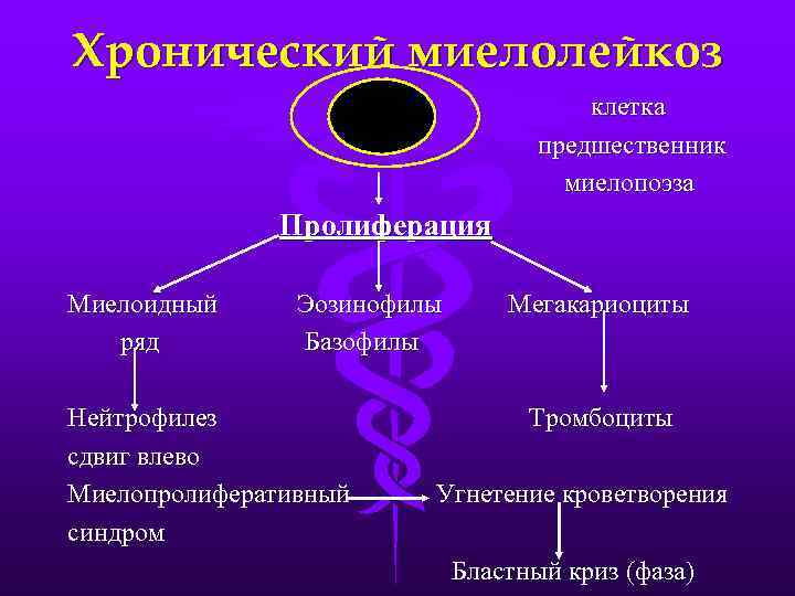 Предшественник это. Клетка предшественница миелопоэза. Предшественники миелопоэза. Клетка предшественник миелопоэза. Миелоидный предшественник.