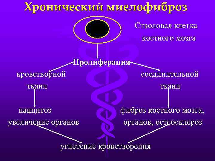 Хронический миелофиброз Стволовая клетка костного мозга Пролиферация кроветворной ткани панцитоз увеличение органов соединительной ткани