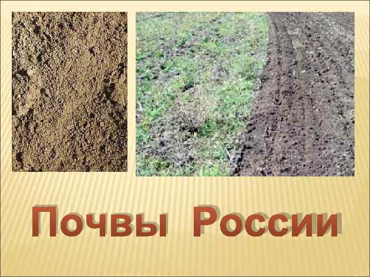Почвы России 