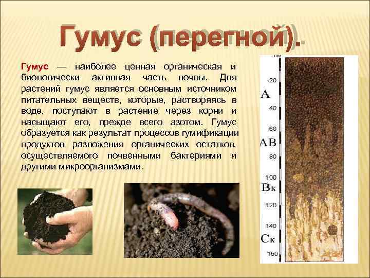   Гумус (перегной). Гумус — наиболее ценная органическая и   биологически активная