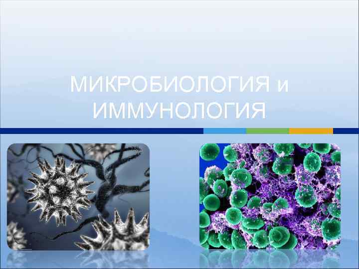 Риф презентация микробиология
