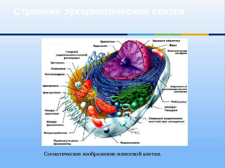 В состав эукариотической клетки входят. Эукариотическая клетка в разрезе. Эукариотическая клетка строение. Внутриклеточный органоид эукариотической клетки. Схема эукариотической клетки животного.