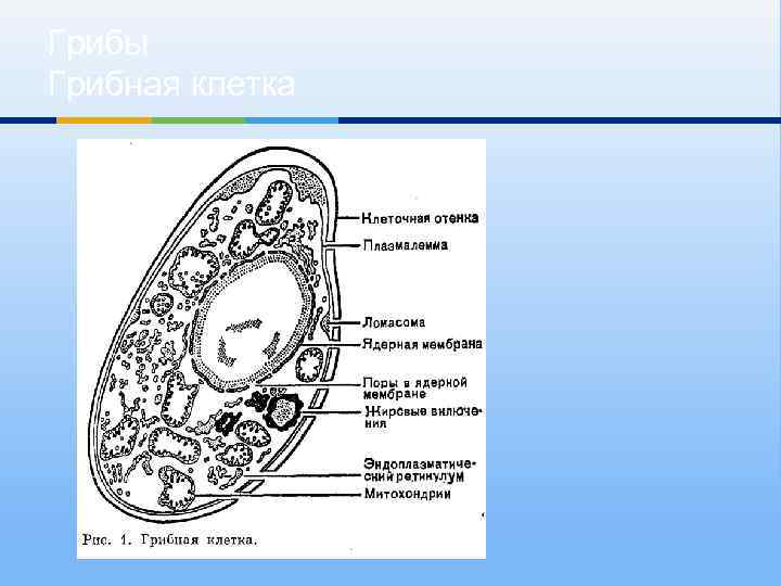 В клетках грибов есть ядро. Схема строения клетки гриба. Строение грибной клетки. Строение грибной клетки биология. Схема строения грибной клетки.
