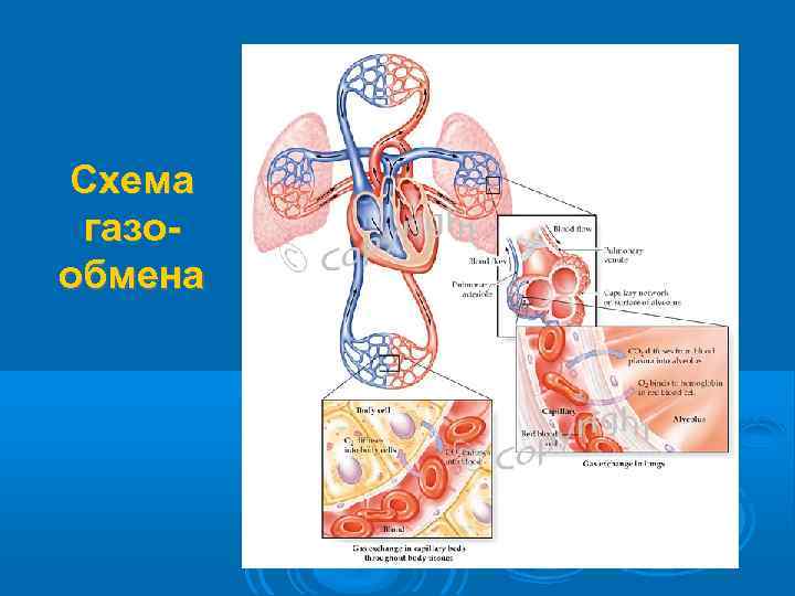 Схема газо- обмена 