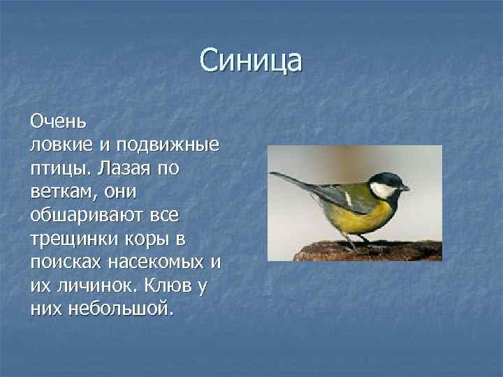     Синица Очень ловкие и подвижные птицы. Лазая по веткам, они
