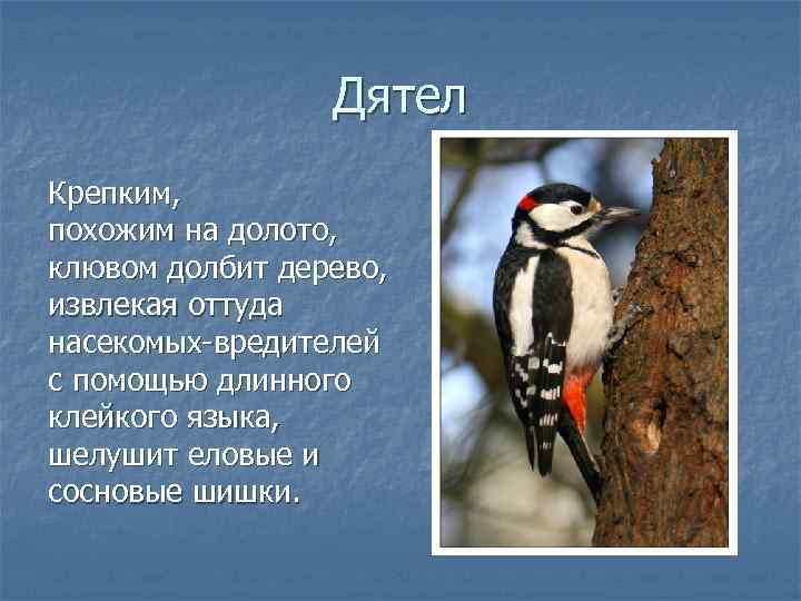    Дятел Крепким, похожим на долото, клювом долбит дерево, извлекая оттуда насекомых-вредителей