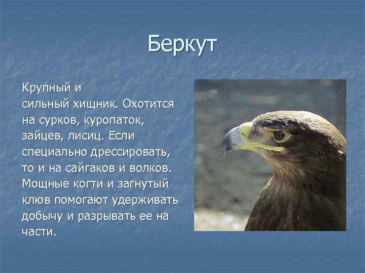     Беркут Крупный и сильный хищник. Охотится на сурков, куропаток, зайцев,