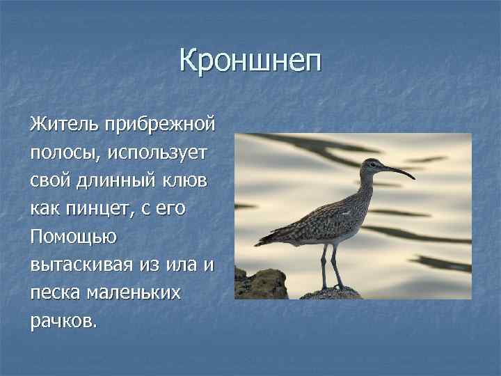     Кроншнеп Житель прибрежной полосы, использует свой длинный клюв как пинцет,