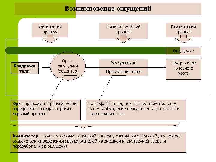 Возникновение ощущений Физический процесс Физиологический процесс Психический процесс Ощущение Раздражи тели Орган ощущений (рецептор)