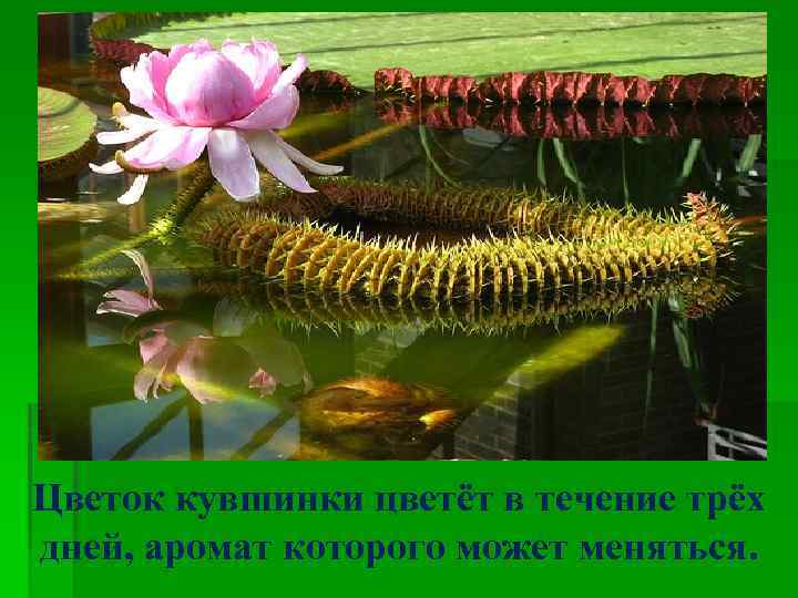 Цветок кувшинки цветёт в течение трёх дней, аромат которого может меняться. 