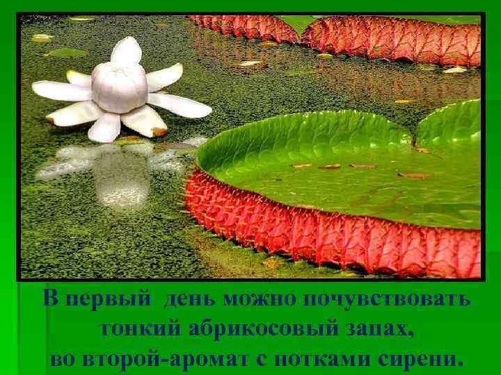В первый день можно почувствовать тонкий абрикосовый запах, во второй-аромат с нотками сирени. 