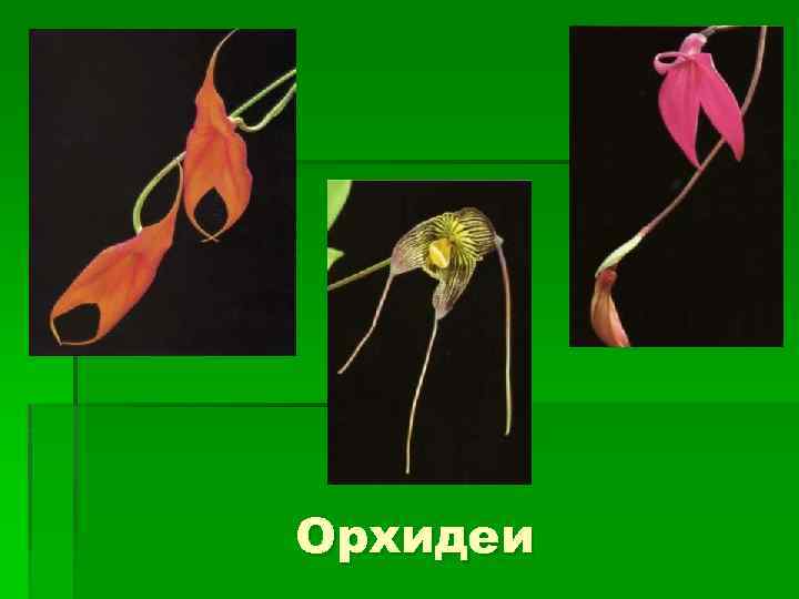 Орхидеи 