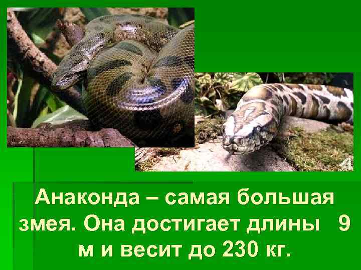 Анаконда – самая большая змея. Она достигает длины 9 м и весит до 230