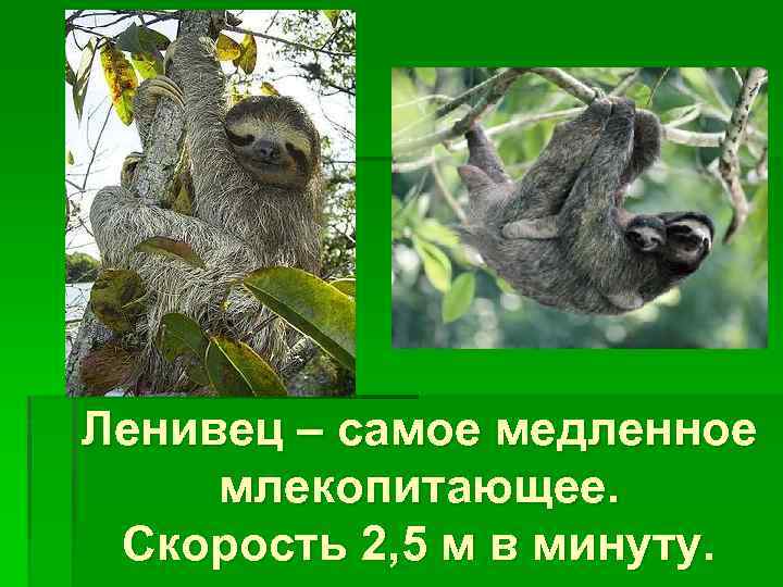 Ленивец – самое медленное млекопитающее. Скорость 2, 5 м в минуту. 