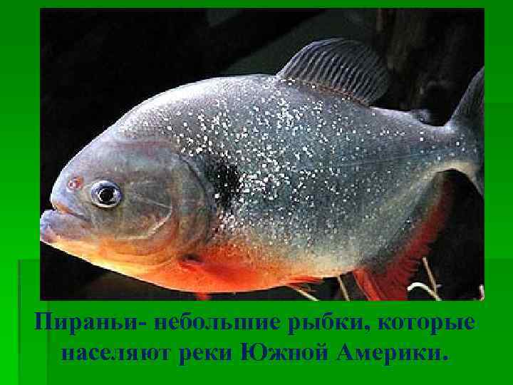 Пираньи- небольшие рыбки, которые населяют реки Южной Америки. 