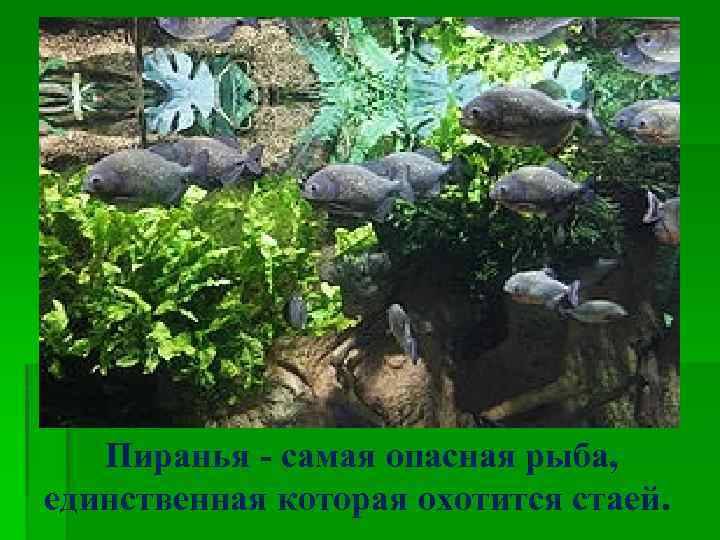 Пиранья - самая опасная рыба, единственная которая охотится стаей. 