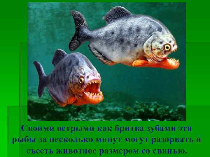 Своими острыми как бритва зубами эти рыбы за несколько минут могут разорвать и съесть