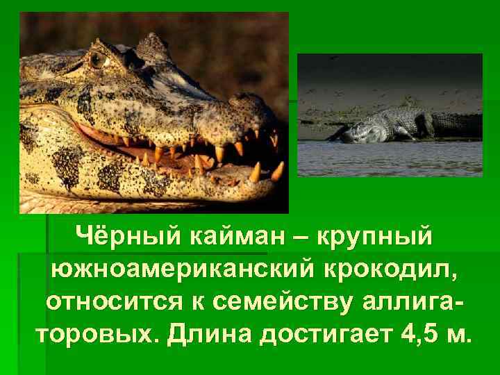 Чёрный кайман – крупный южноамериканский крокодил, относится к семейству аллигаторовых. Длина достигает 4, 5