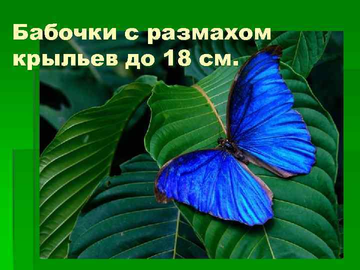 Бабочки с размахом крыльев до 18 см. 