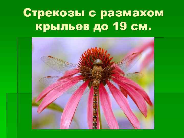 Стрекозы с размахом крыльев до 19 см. 