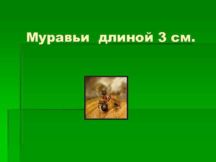 Муравьи длиной 3 см. 