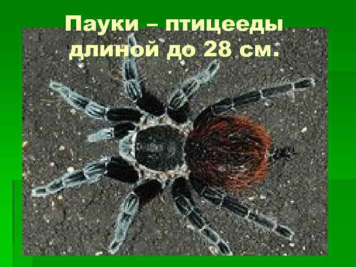 Пауки – птицееды длиной до 28 см. 