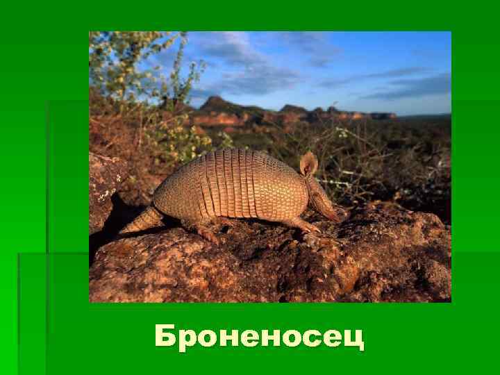 Броненосец 