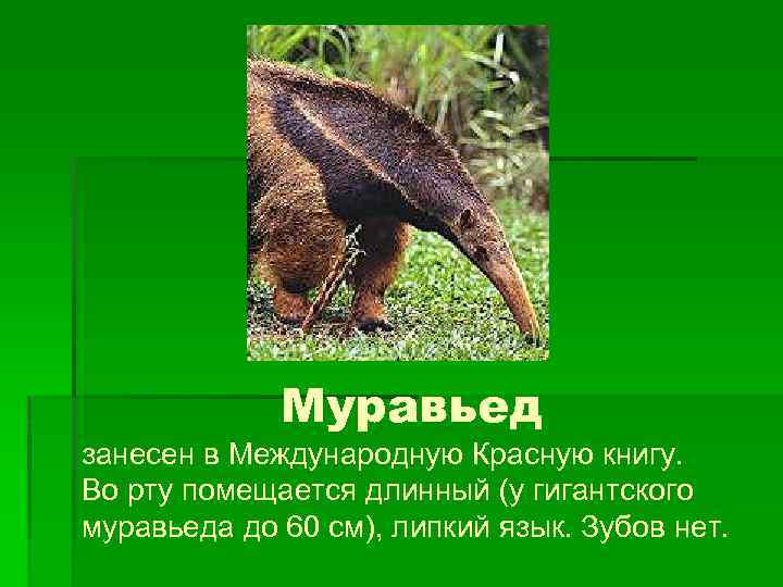 Муравьед занесен в Международную Красную книгу. Во рту помещается длинный (у гигантского муравьеда до
