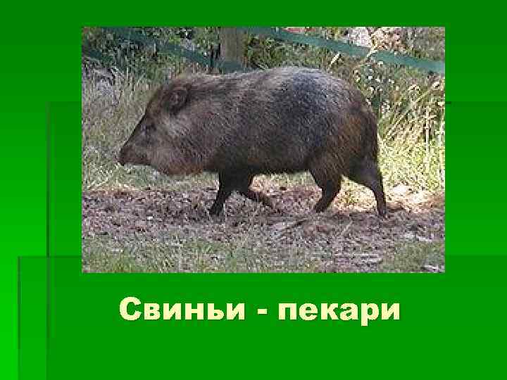 Свиньи - пекари 