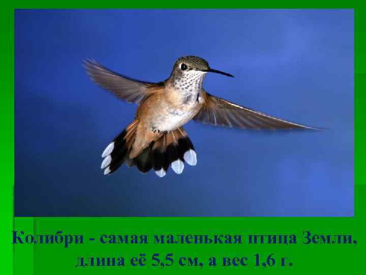 Колибри - самая маленькая птица Земли, длина её 5, 5 см, а вес 1,