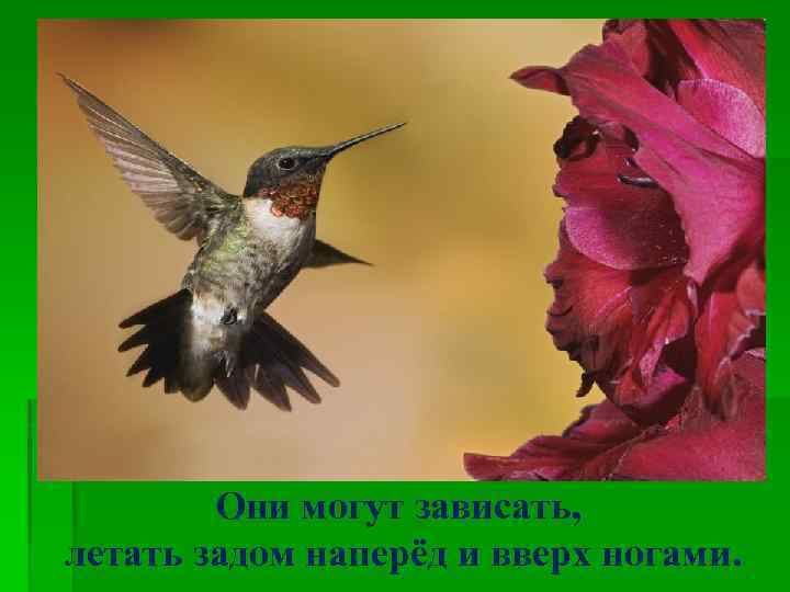 Они могут зависать, летать задом наперёд и вверх ногами. 