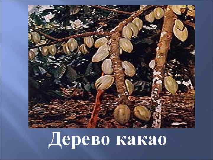 Дерево какао 